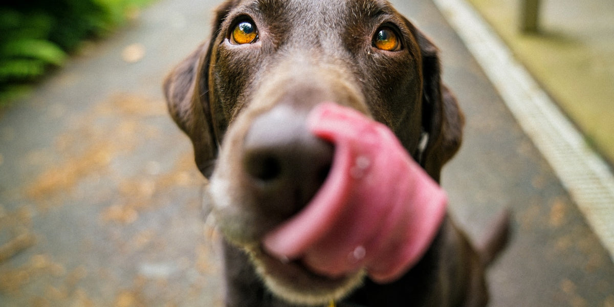 Chocolate lab looking at camera