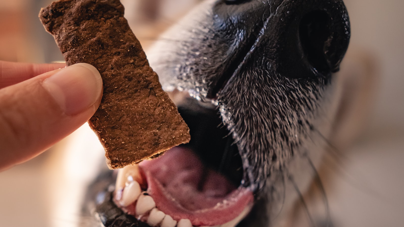 Dog eagerly awaiting a treat