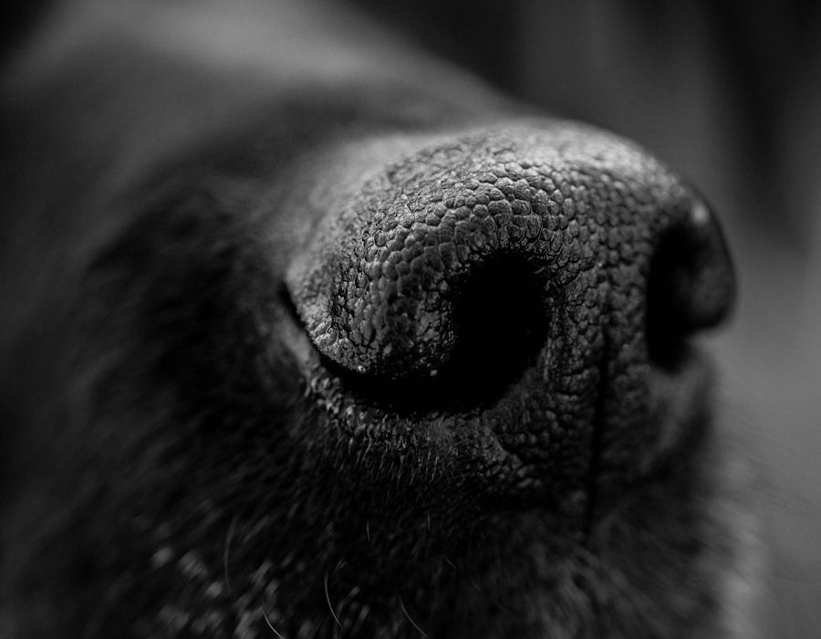 Close up of a black dog nose