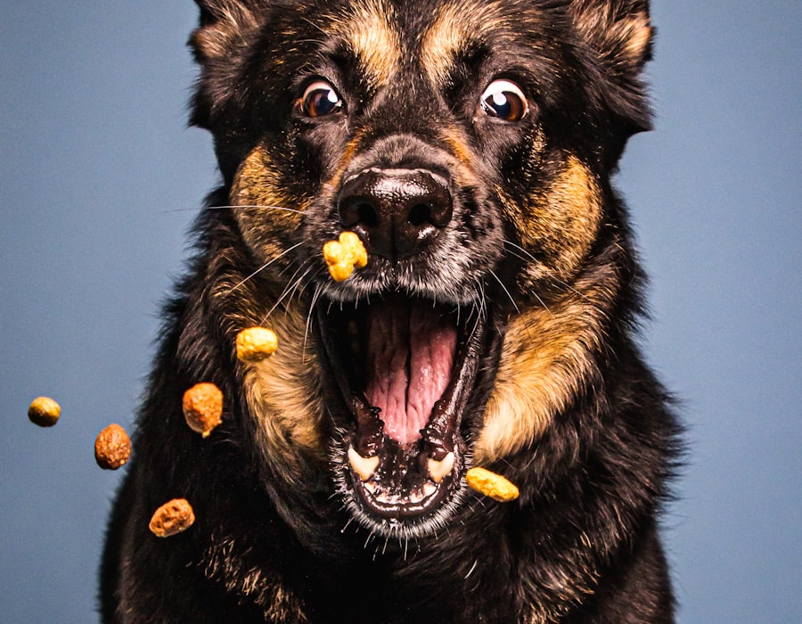 Dog taking a treat