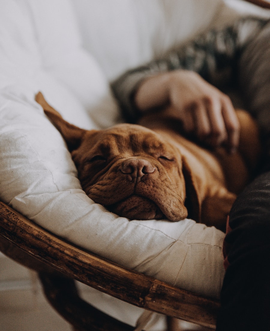 Dog resting on a bed