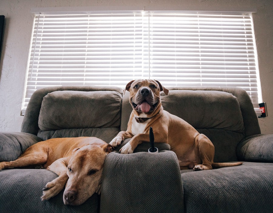 Dog resting on a couch