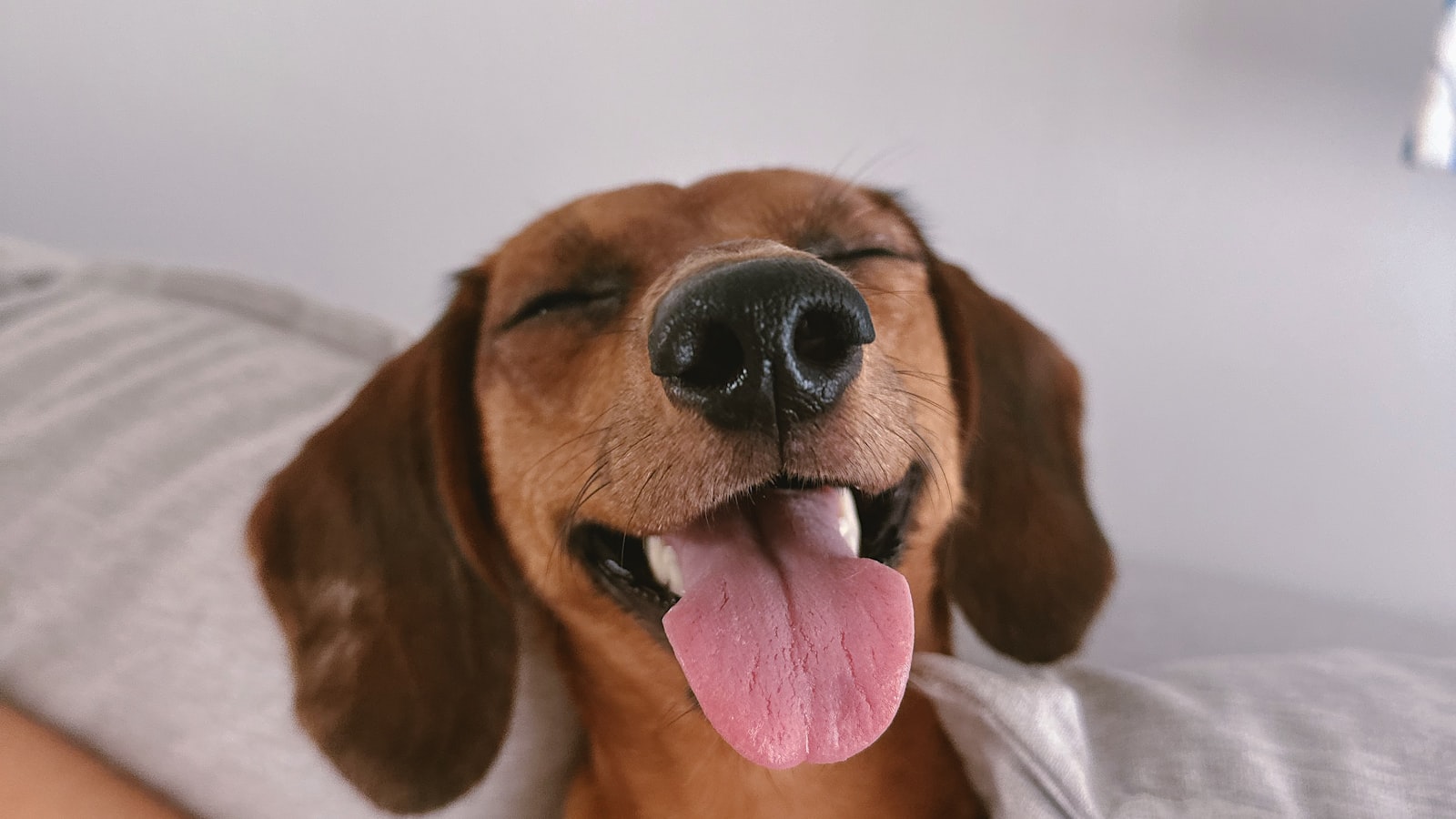 Woman relaxing on a bed with her dog