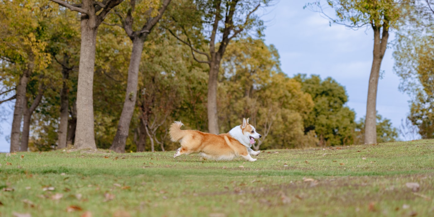 Corgi running through a park