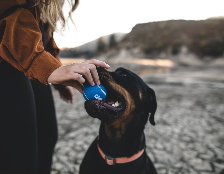 Dog attentively looking at a treat