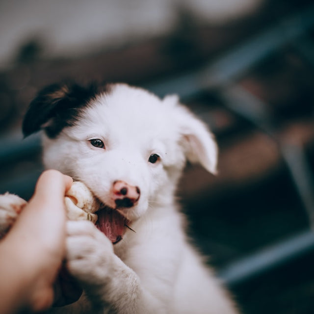Border collie puppy