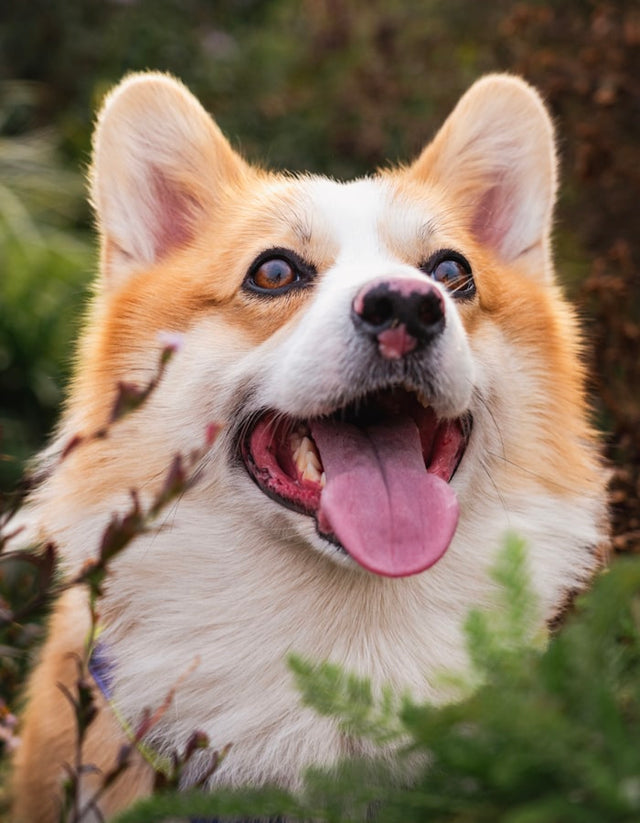 Happy corgi peering through foliage