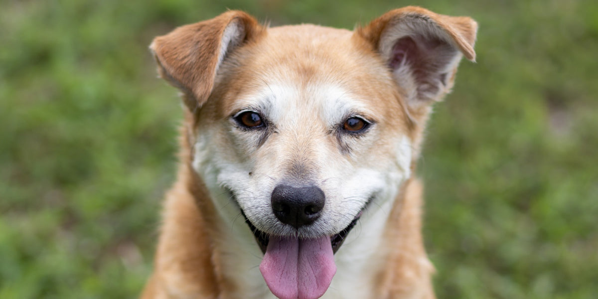 Brown and white dog in close portrait