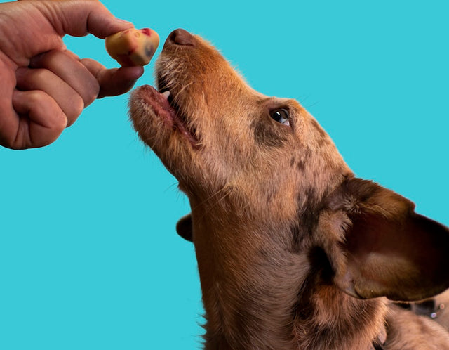 Dog licking a person’s hand
