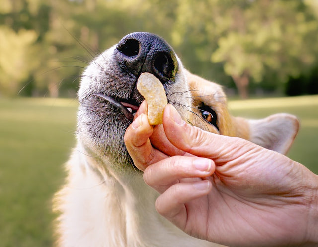 Hand feeding a dog a treat