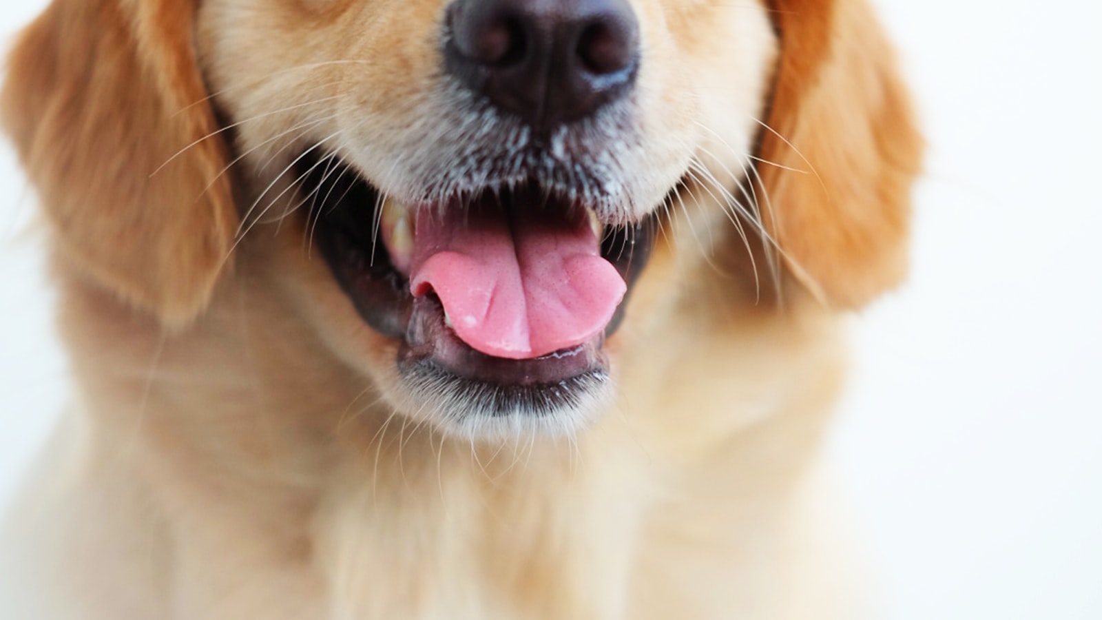 Golden retriever puppy with bright eyes