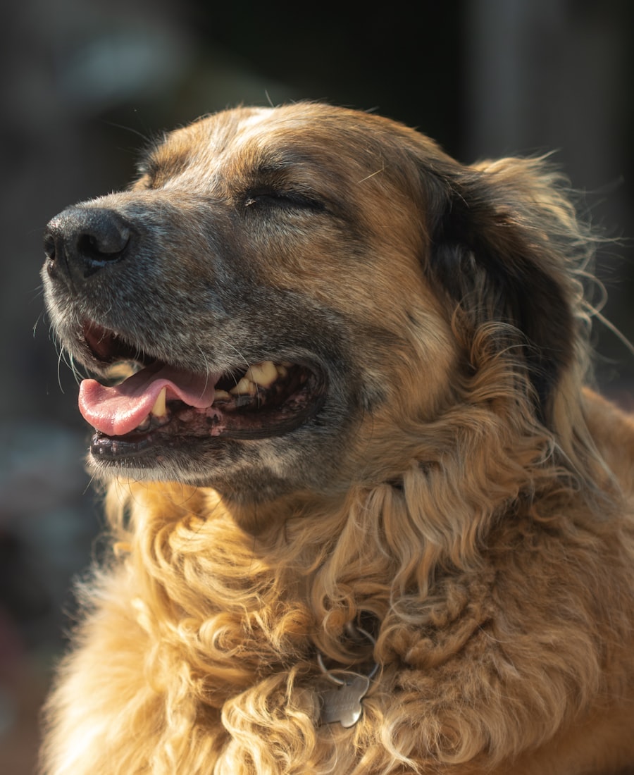 Brown long-coated dog with tongue out